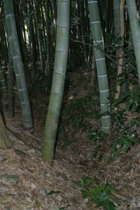 竹やぶ (2002) 