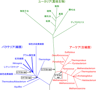 SSU rRNAから得られた、生命の系統樹。