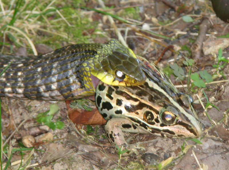 ヘビ、カエルを食べる