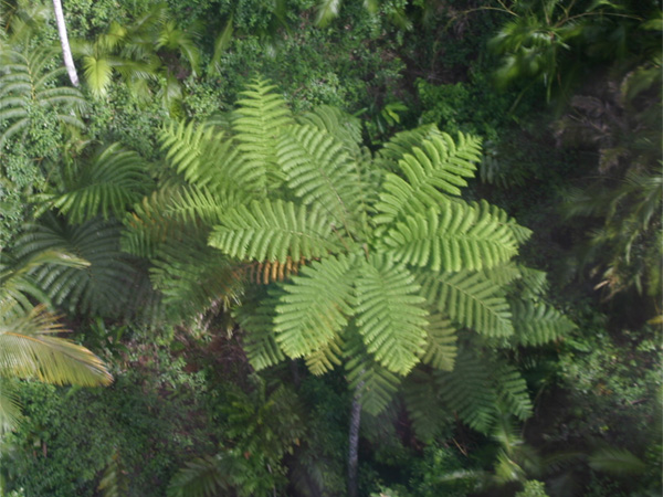 熱帯雨林のシダ植物