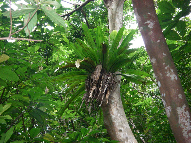 西表島の植物 シマオオタニワタリ