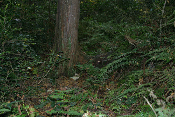 ��������̍���