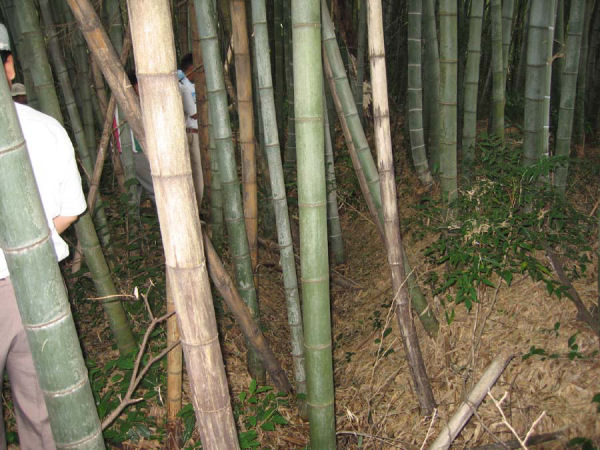 �|�т̒��̋T��