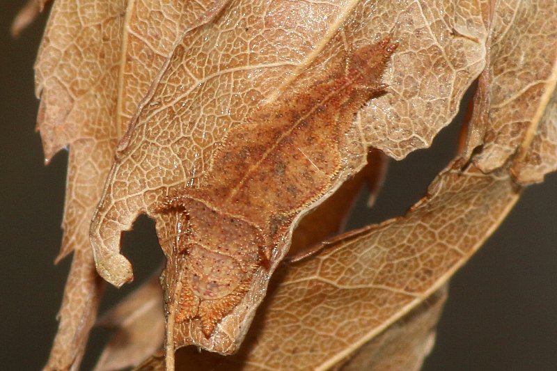 �~�X�W�`���E