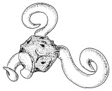 カラミテス(ロボク) (Calamites)