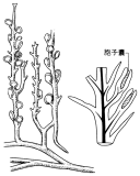 ゾステロフィルム (Zosterophyllum)