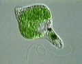ミドリムシ (Euglena) 光学顕微鏡写真