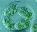 グラウコシスティス (Glaucocystis) 光学顕微鏡写真