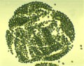 アオコ (Microcystis) 光学顕微鏡写真